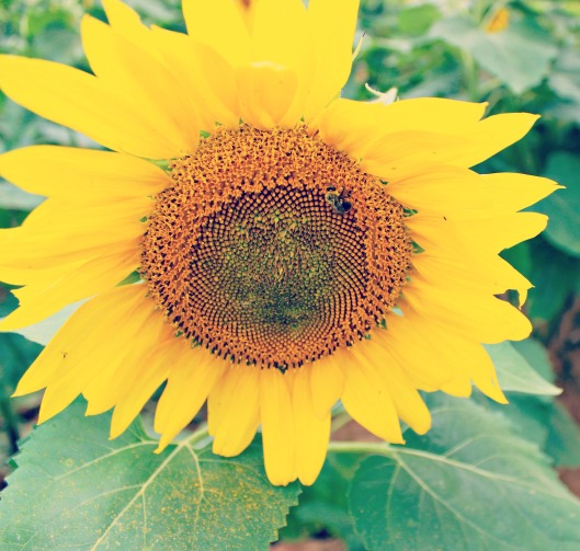 sunflowerIMG_0185.jpg